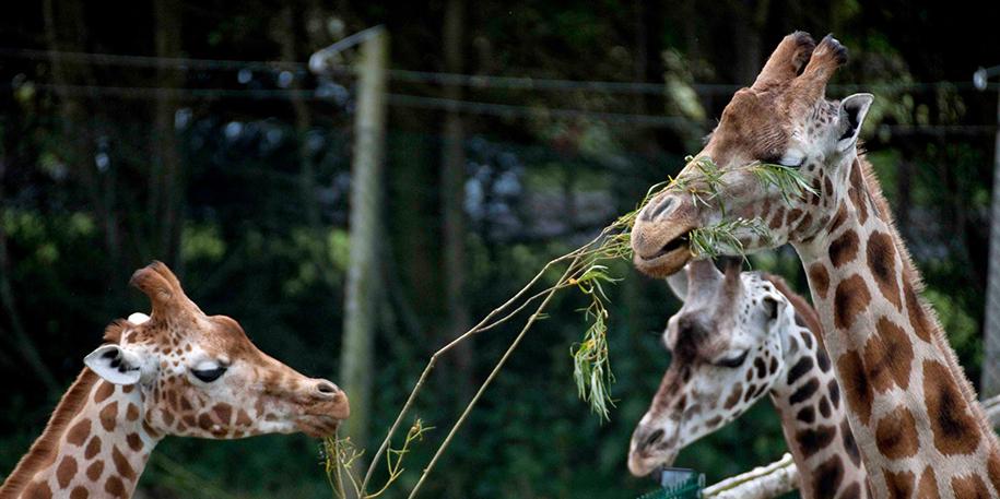 Tall order delivered to Blackpool Zoo