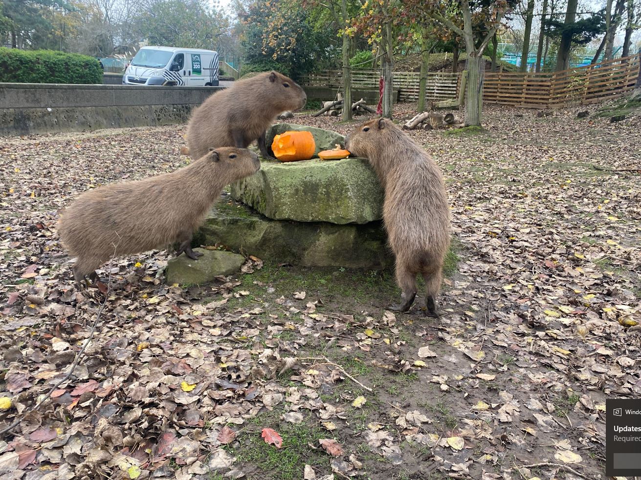 Capybara eating pumpkins
